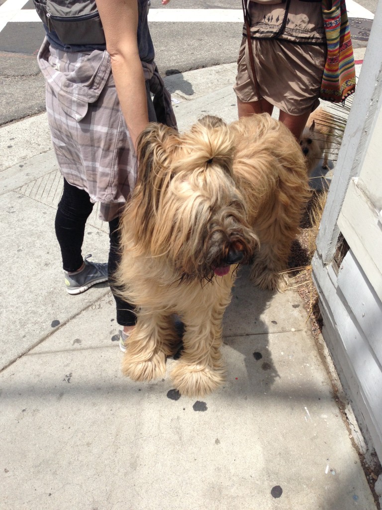 large shaggy dog with ponytail