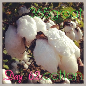 365great challenge day 62: cotton