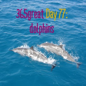 365great challenge day 77: dolphins