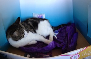 cat laying in box on top of tissue paper and beauty products