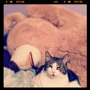 sick dazed kitty cuddling into giant teddy bear