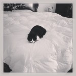 cat laying alone on corner of bed with white puffy bedding like clouds