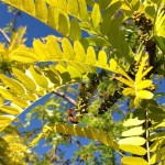 bee working hard to pollenate tree with bright yellow green leaves