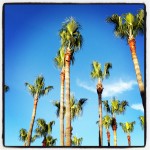 palm trees against gorgeous blue sky with white cloud