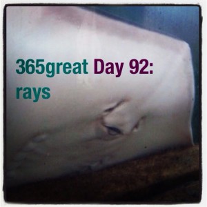 365great challenge day 92: rays