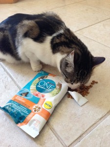 cat eating purina one smartblend healthy metabolism out of bag