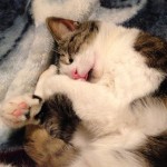 cat sleeping with head tucked into paws curled up