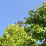 blue sky and green leaves on trees with moon visible in daylight