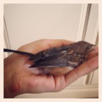 holding small brown bird in palm of hand