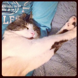 cat laying on person with arms outstretched to side