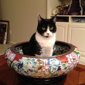 black and white cat sitting in giant oversized bowl decorated with flower pattern