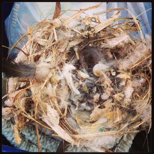 closeup of nest with feathers and broken eggs in trash