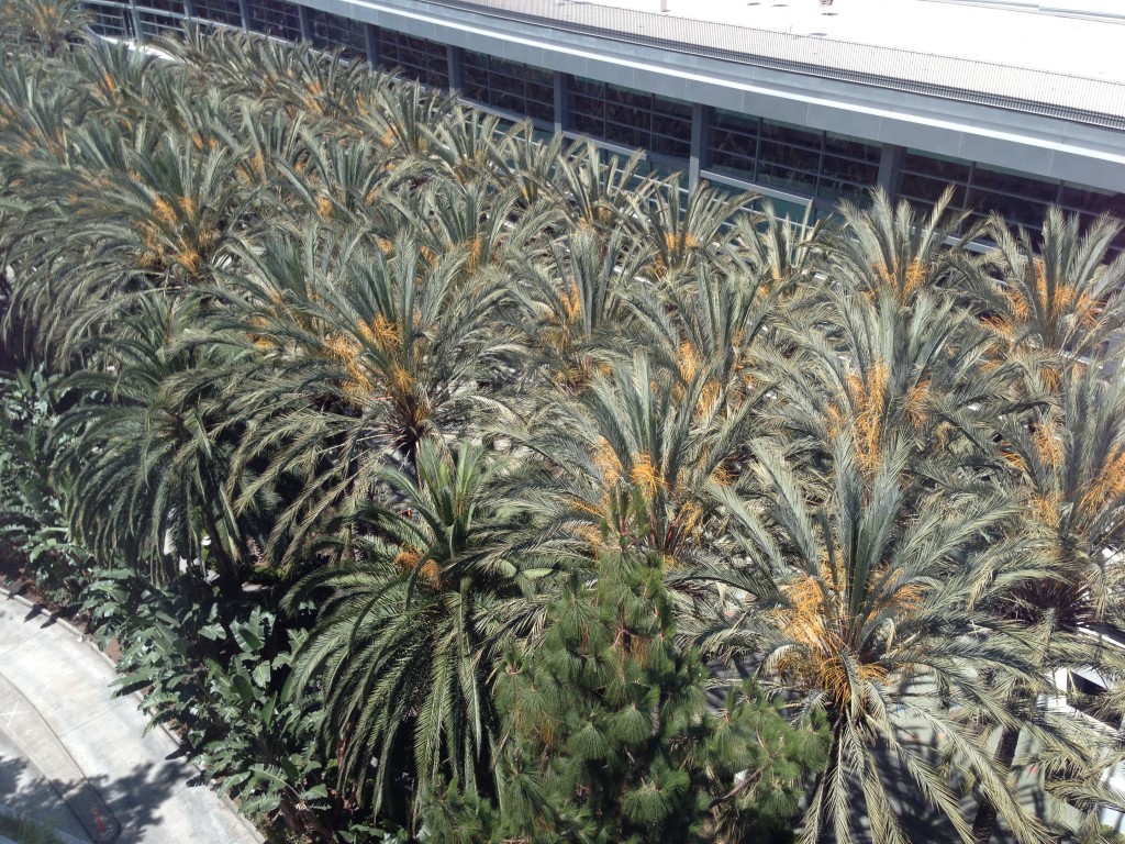 view of tops of palm trees from 9th floor window