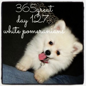 365great challenge day 127: white pomeranians