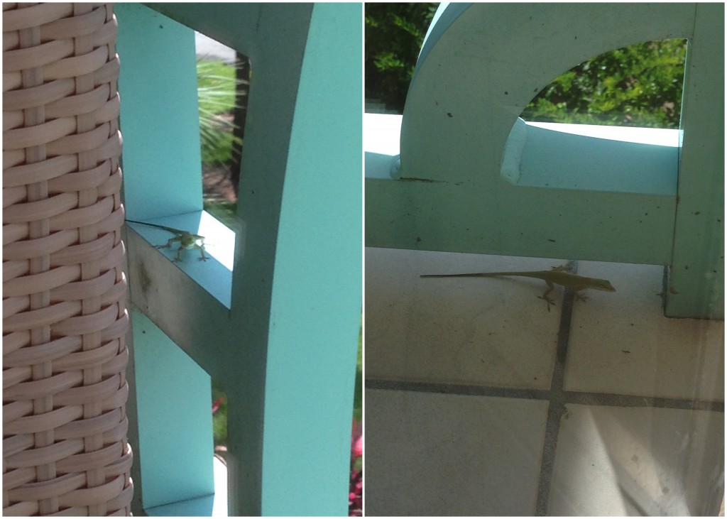 collage of anole lizard on porch
