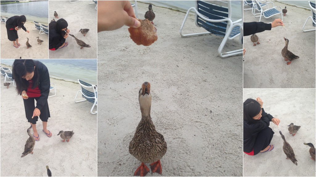 collage of girl feeding ducks bread