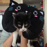 cat with neck pillow on back