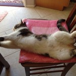 cat stretching out on chair with belly up