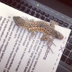 lizard without tail on piece of paper
