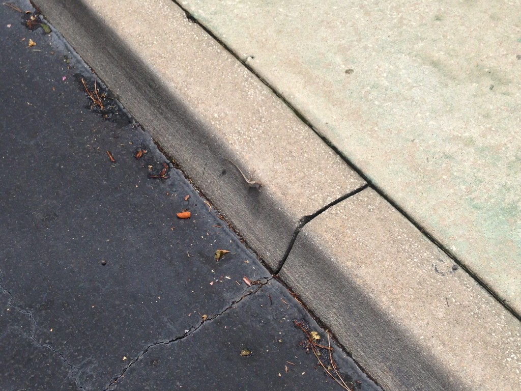 anole lizard blending in with sidewalk