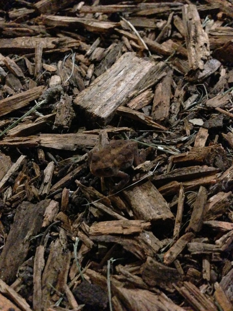 tiny frog blending in with wood chips