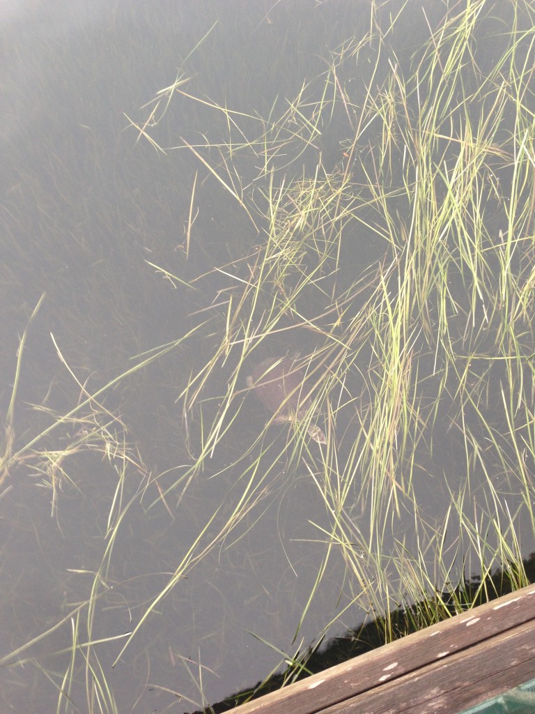 small turtle in lake among plants