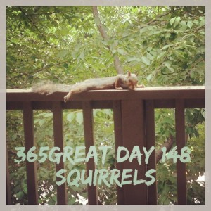 365great challenge day 148: squirrels