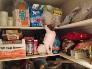 cat sitting on shelf in pantry among various food products