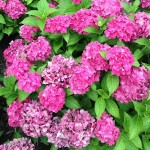 vibrant clusters of pink and purple flowers