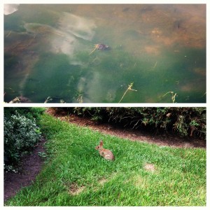 collage of turtle in pond and rabbit on grass