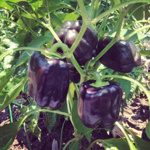 black or deep purple peppers growing
