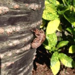 cicada shell stuck on trunk of tree