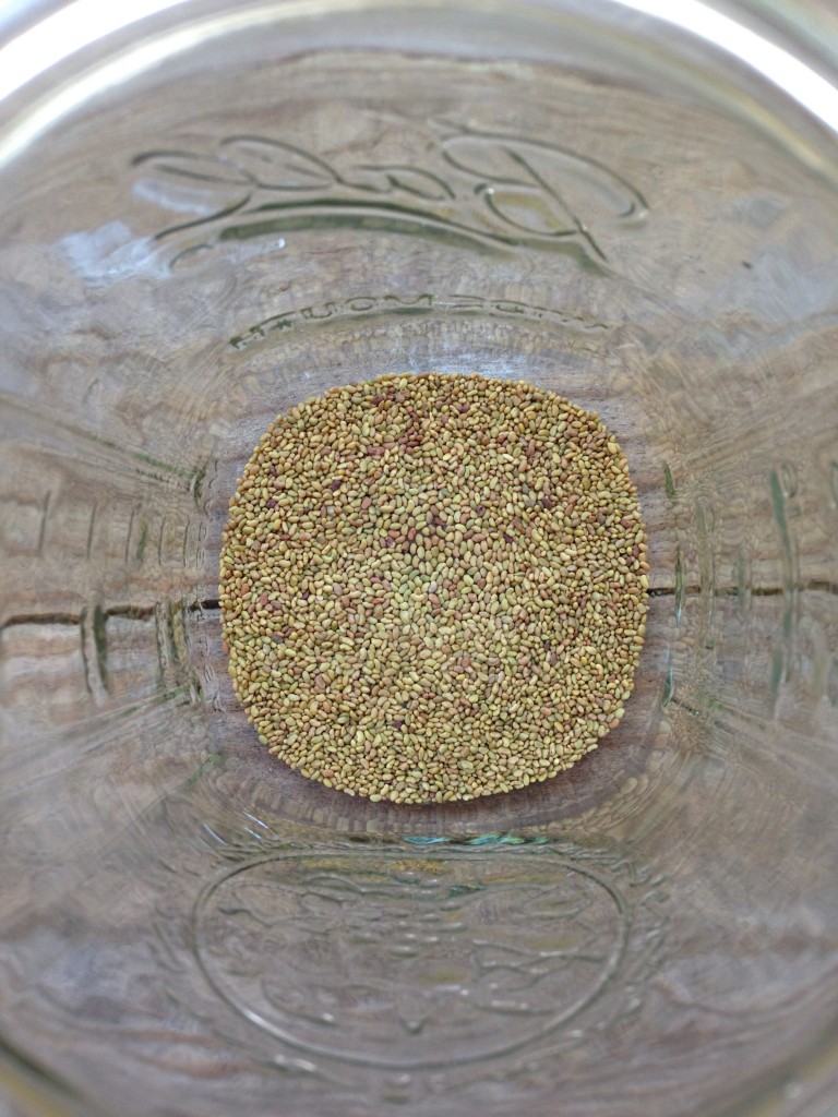 pile of alfalfa seeds in layer at bottom of glass ball jar