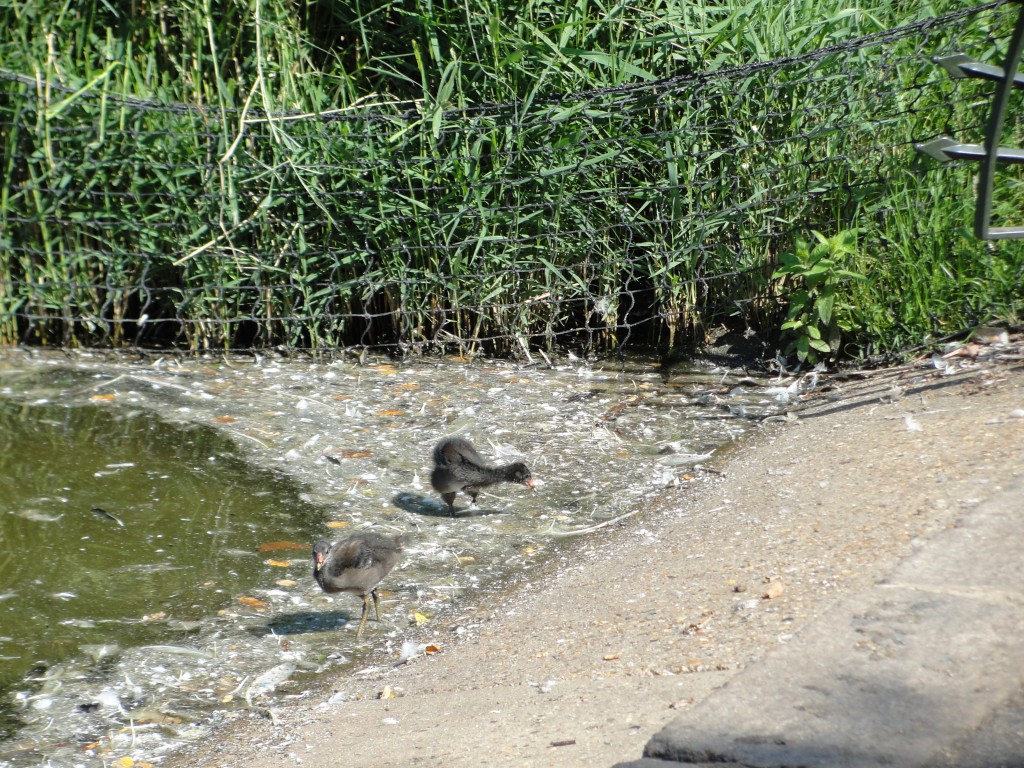 two baby coons at edge of pond near nest in reeds