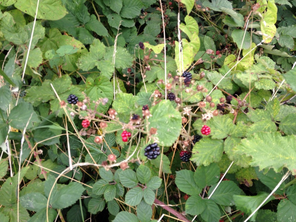 cluster of black and red wild berries on bush