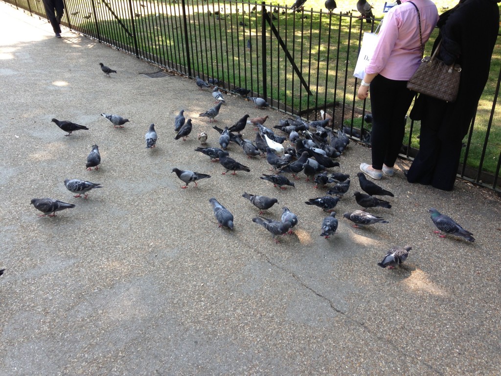 crowd of pigeons eating in park by people's feet