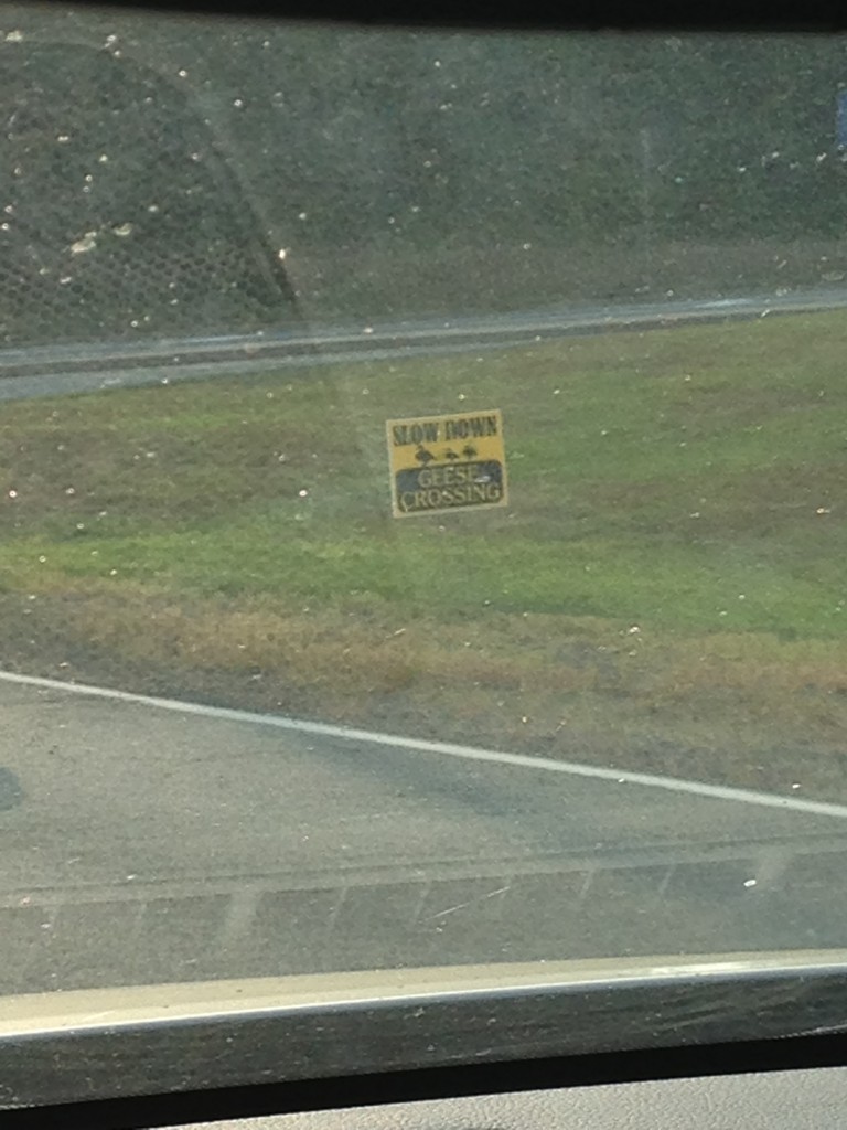 yellow and black slow down geese crossing sign stuck in grass by side of road