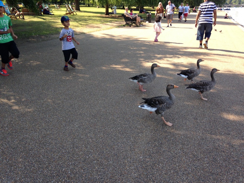 kids chasing geese in park