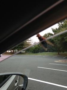 large bug crawling up car window to crack