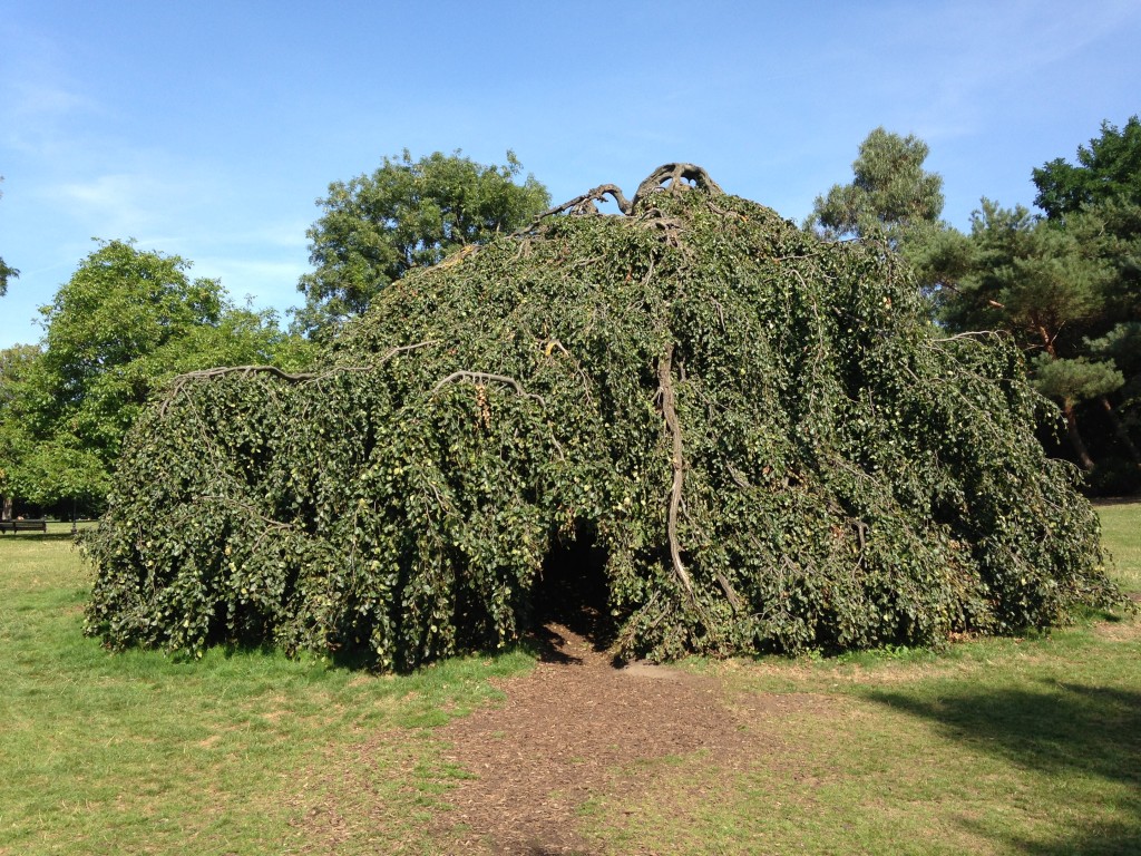 large tree in park with branches growing down creating cave space underneath