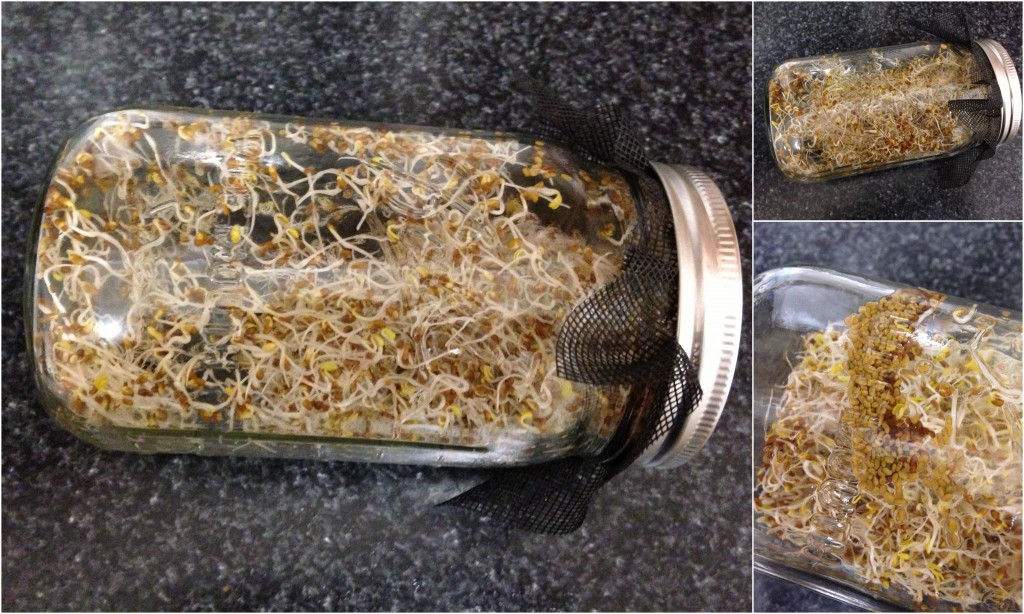 collage of alfalfa sprouts growing in glass ball jar