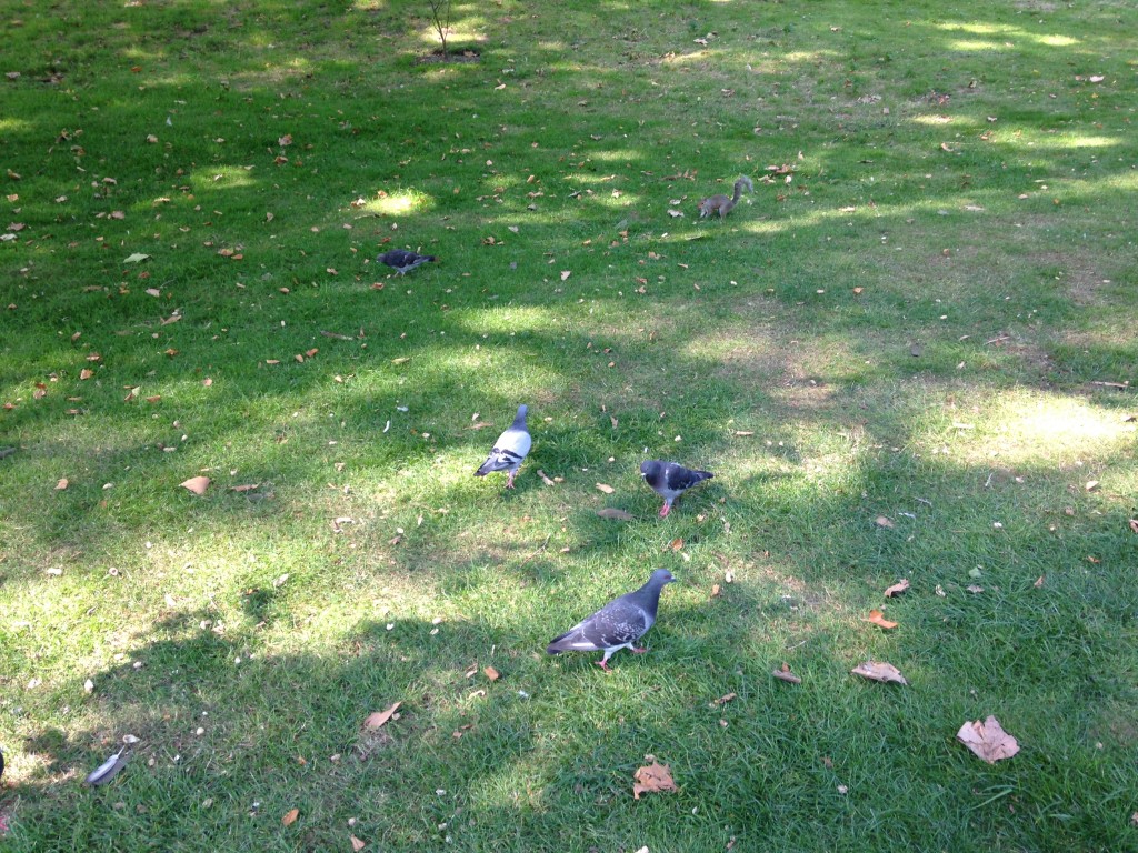 bunch of pigeons and one squirrel eating on grass