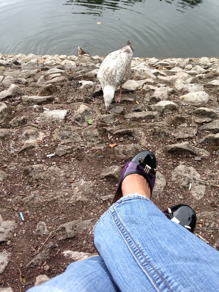 seagull pecking at ground very close to person's feet outstretched on the rocks