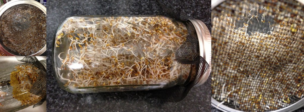 collage of alfalfa seeds sprouted in glass ball jar after two days