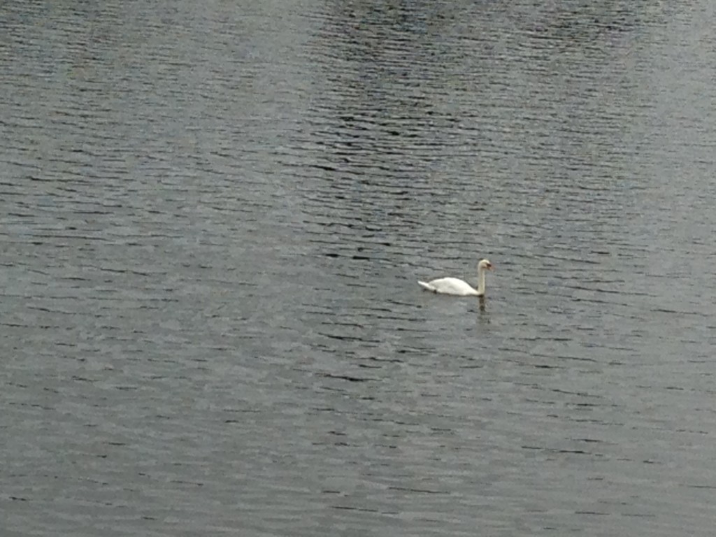 white swan swimming on river in cardiff