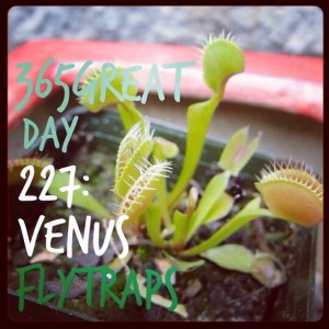 365great challenge day 227: venus flytraps