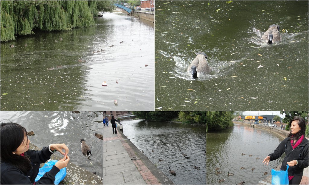 collage of ducks and geese in river being fed and following food along bank