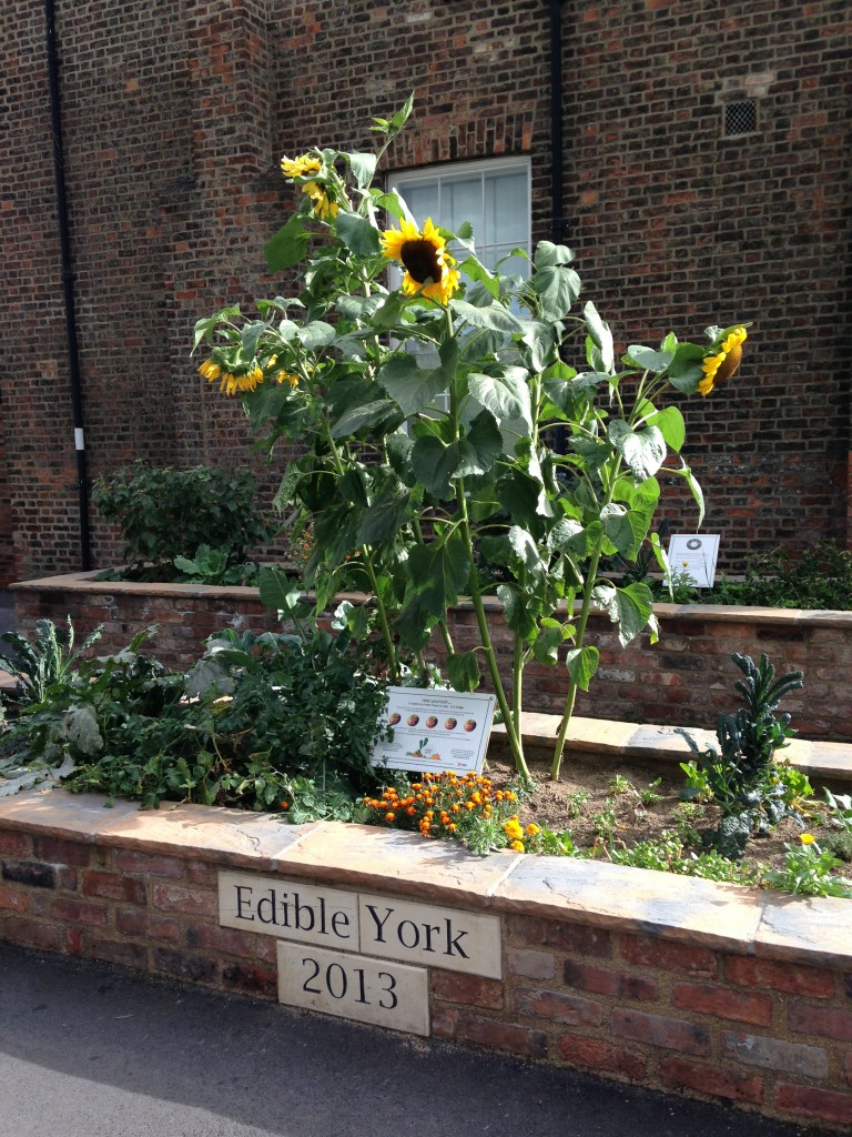 edible york mini garden area with plants growing
