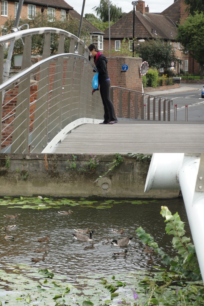 collage of person leaning over bridge feeding birds