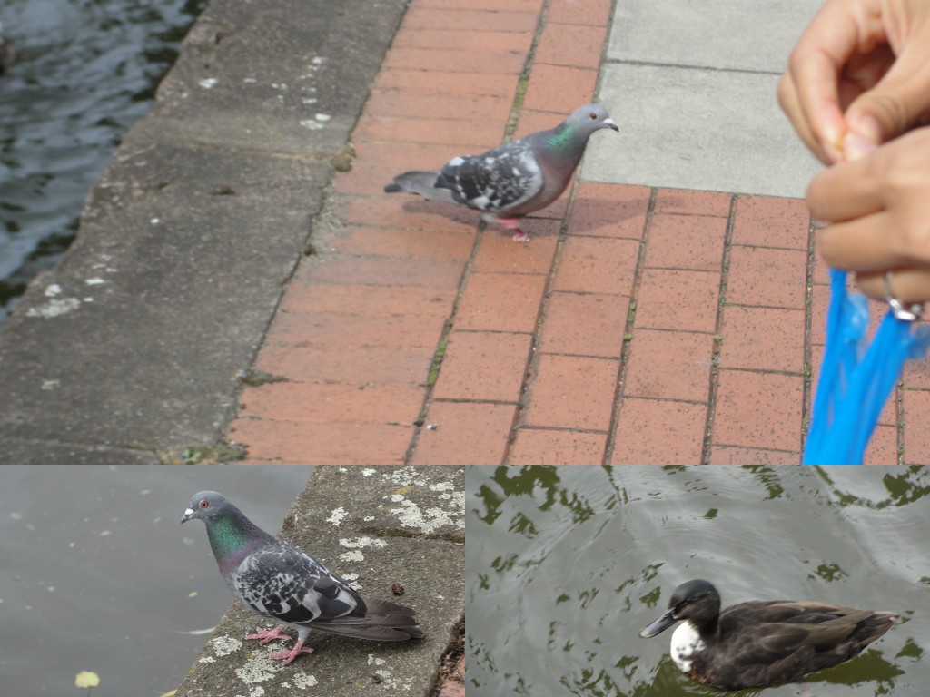 collage of pigeon and black duck waiting for food